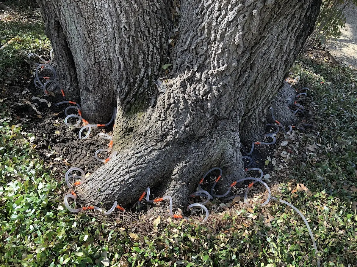 Detailed Tree Cabling and Bracing job site in Kilgore